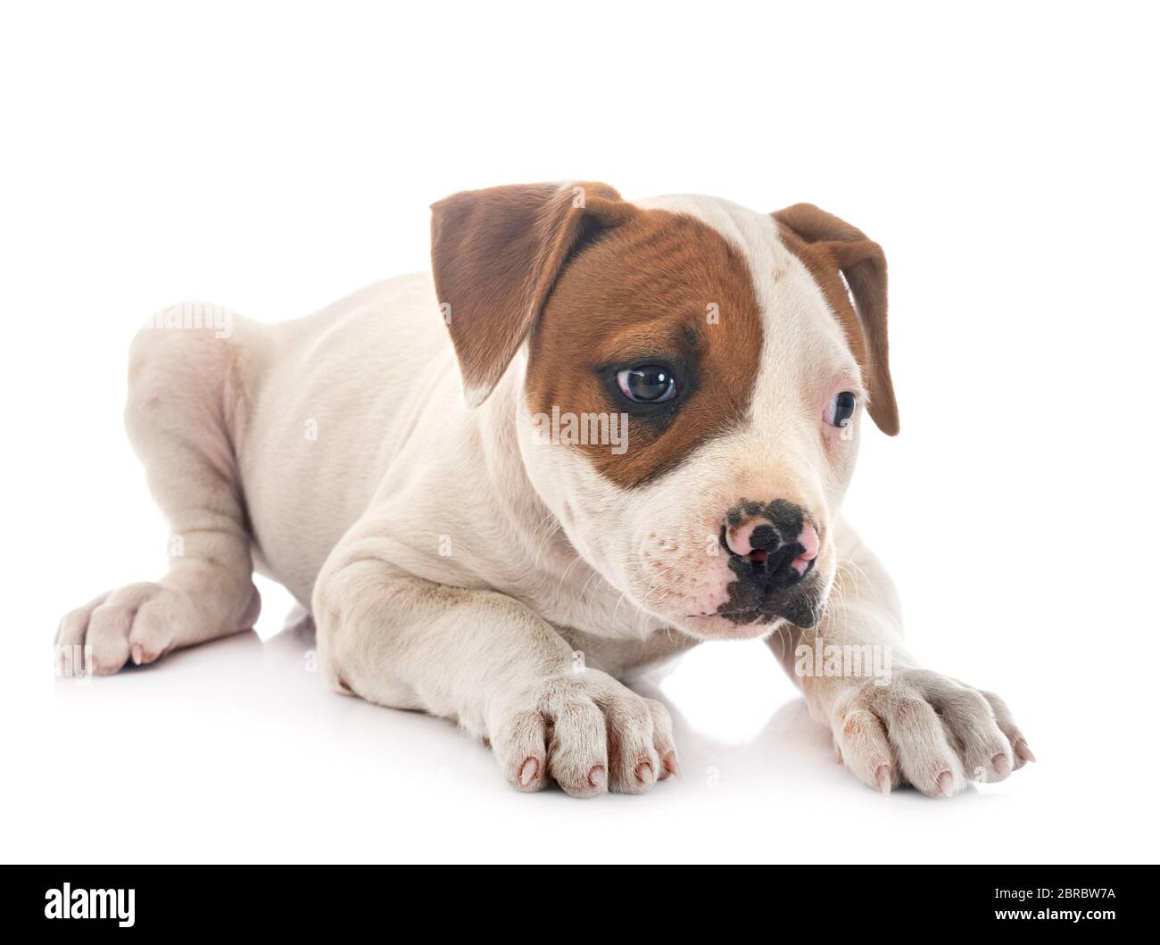 Chiot bouledogue américain in front of white background Banque D'Images