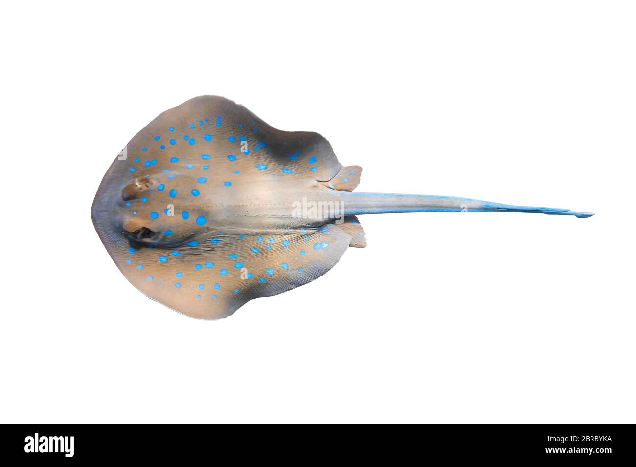 Rayonsde la queue de cotier (Taeniura lymma) isolé sur FOND blanc . Gros plan de Stingray sous-marin dangereux, Mer Rouge, Égypte. Indo-P Banque D'Images