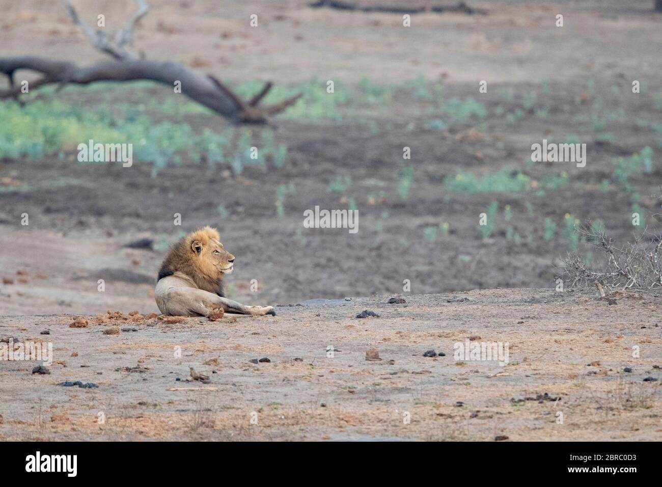 Lion (Panthera leo melanochaita), homme adulte qui se repose dans la savane, mpumalanga, Afrique du Sud Banque D'Images