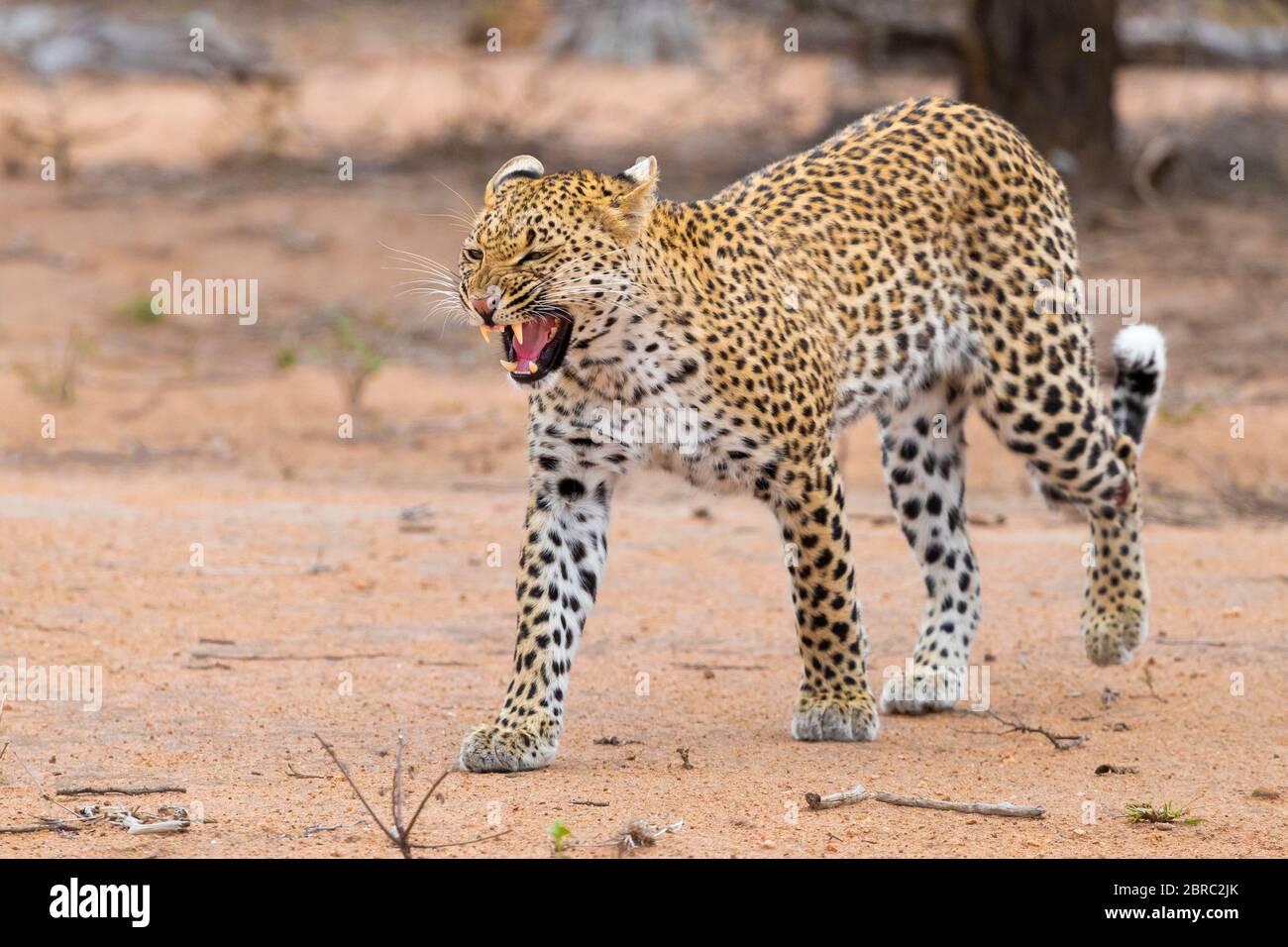 Léopard (Panthera pardus), femelle adulte montrant des dents, Mpumalanga, Afrique du Sud Banque D'Images