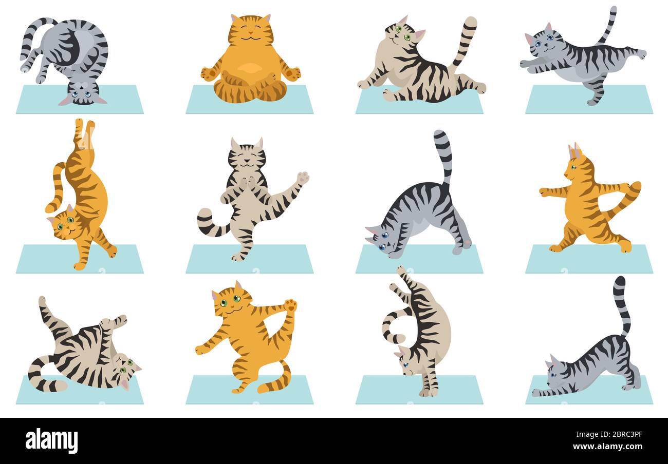 Chats yoga. Différentes poses et exercices de yoga. Couleurs de chat à rayures et tabby. Illustration vectorielle Illustration de Vecteur