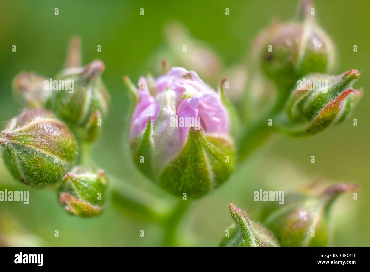 Framboise fleur Emerging Bud Macro photo Banque D'Images