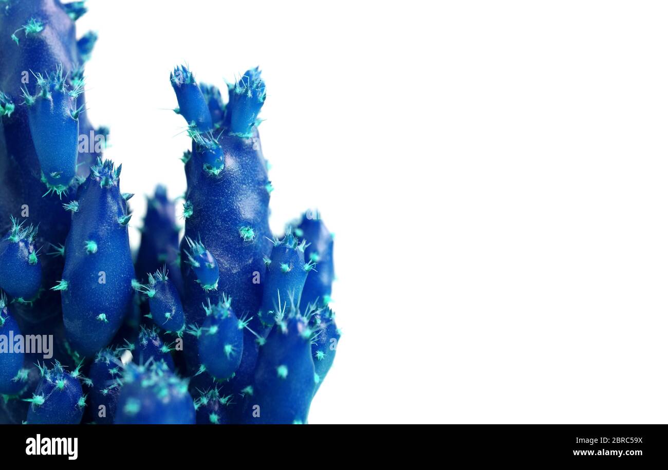 Style pop art gros plan de mini cactus bleu vif avec des épines turquoise isolées sur fond blanc Banque D'Images