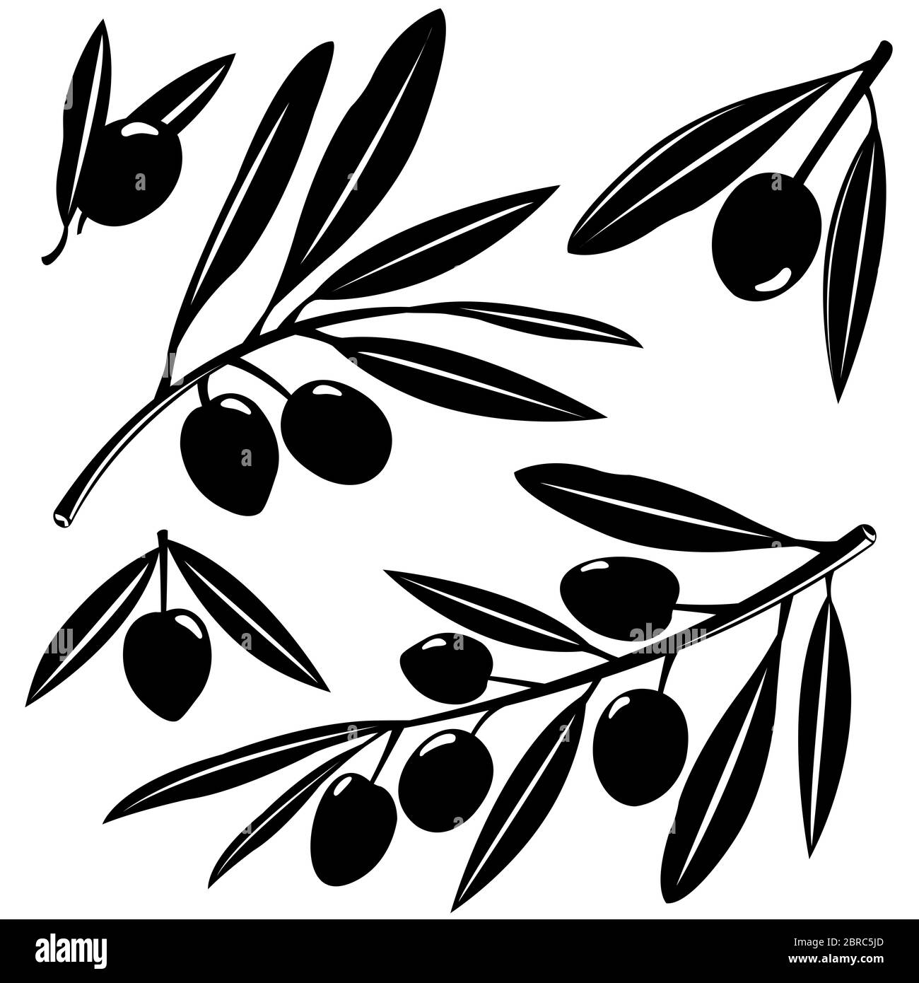 Branches d'olivier avec des olives. Brindille de branche d'olivier avec des fruits. Banque D'Images