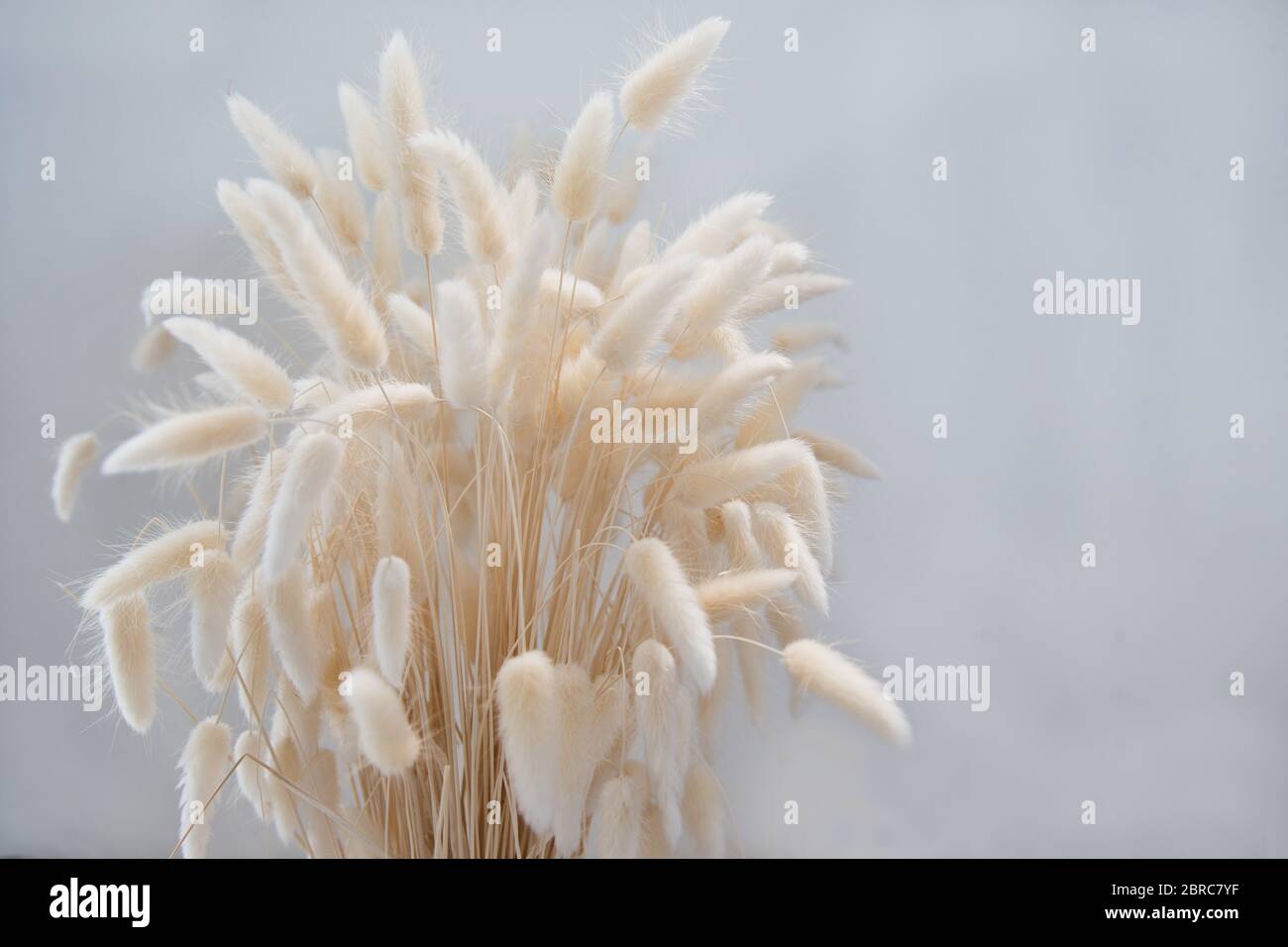 Bouquet d'herbe de queue de lièvre séché naturel sur fond blanc. Concept de décoration minimaliste. Banque D'Images