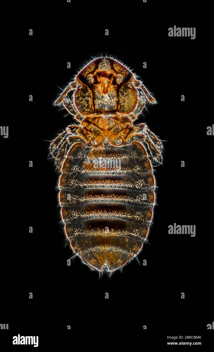 Anoplura souris, une ectoparasites d'oiseaux et de mammifères nourrissant du sang. Photomicrographe à fond noir Banque D'Images
