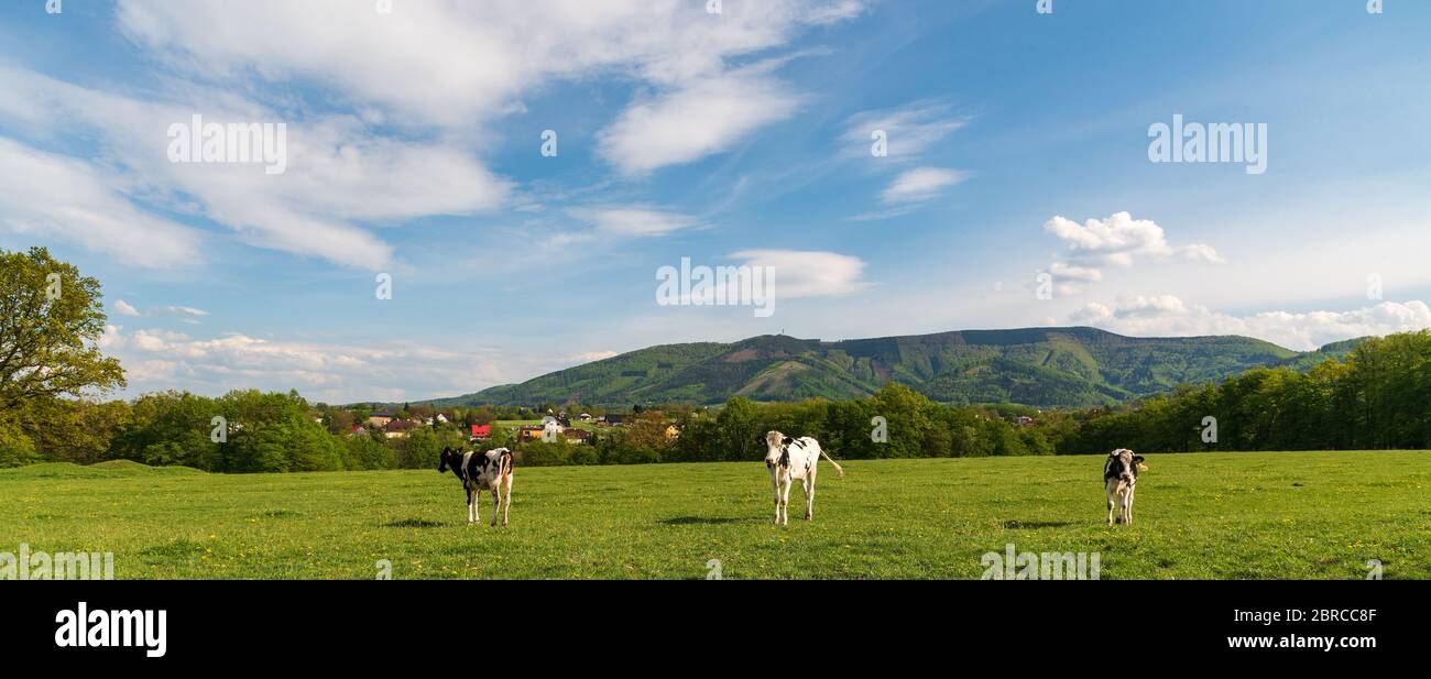 Vaches sur prairie avec maisons de la colonie de Nebory et colline Javorovy dans Moravskoslezske Beskydy montagnes en République tchèque sur le fond pendant beau Banque D'Images