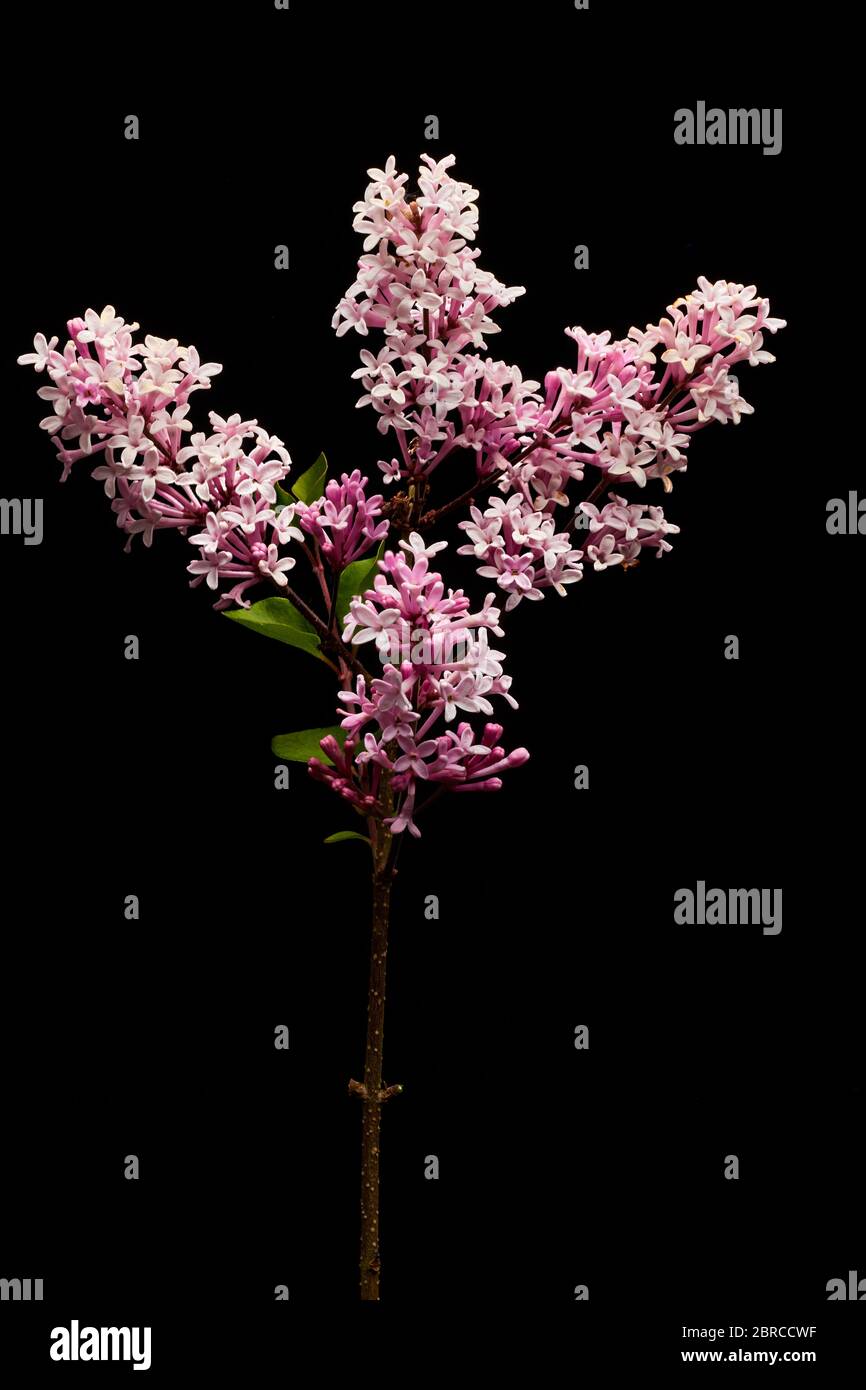 Grappes de petites fleurs roses et blanches sur une tige de lilas nain au début de l'été. Banque D'Images