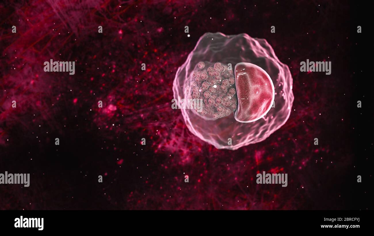 Science photo des bactéries la chlamydia est une maladie sexuellement transmissible courante. Elle est causée par une bactérie appelée Chlamydia trachomatis Banque D'Images