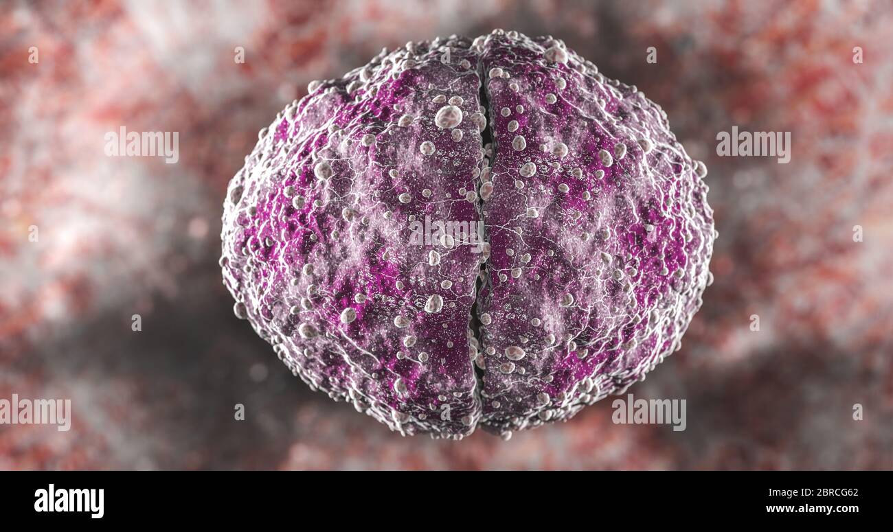 Science photo de bactéries UN diplococcus est une bactérie ronde qui se produit généralement sous la forme de deux cellules jointes Banque D'Images