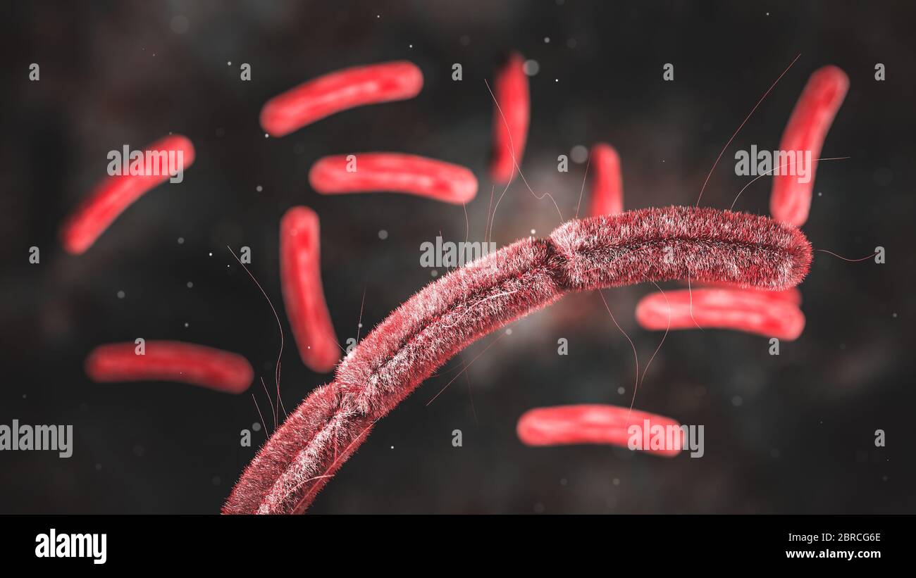 Science photo de la bactérie Escherichia coli, également connu sous le nom d'E. coli, est une bactérie anaérobie Gram-négative, facultative, en forme de tige, sous forme de coli de la g Banque D'Images