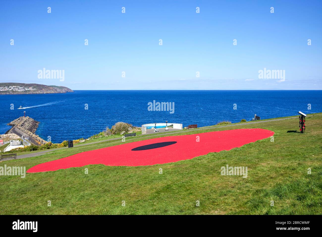 Un coquelicot rouge géant est posé sur les prairies de Douglas Head Banque D'Images