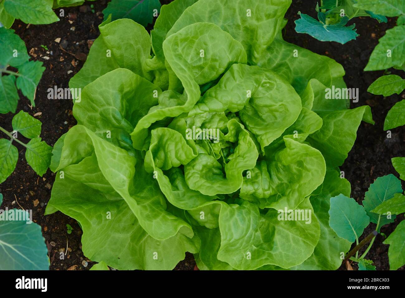 Laitue (Lactuca sativa var. Capitata) dans un jardin, Haut-Palatinat, Bavière, Allemagne, Europe Banque D'Images