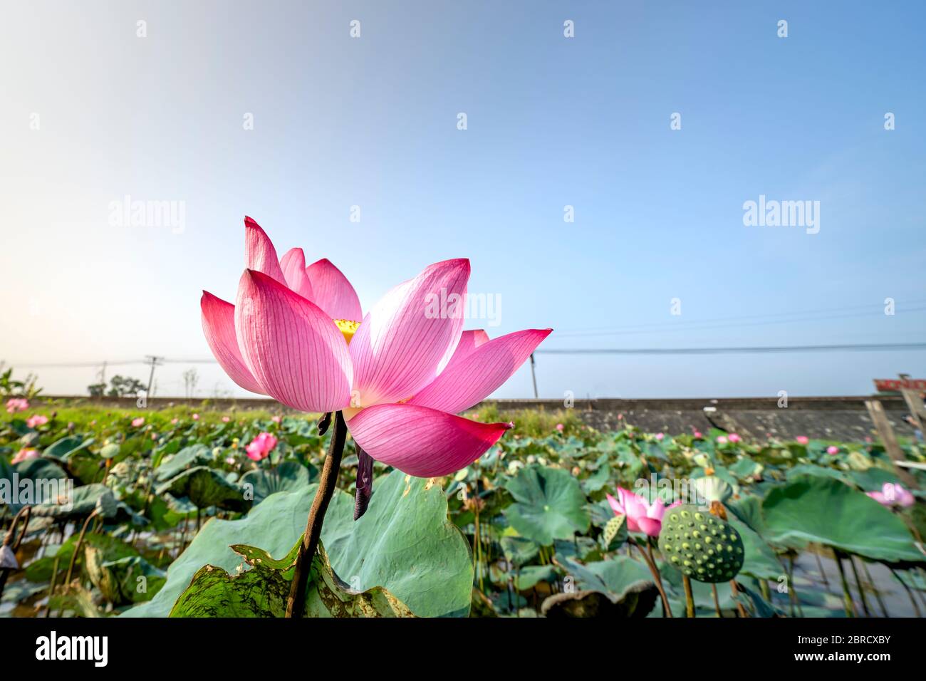 Belle fleur de lotus rose dans blooming Banque D'Images