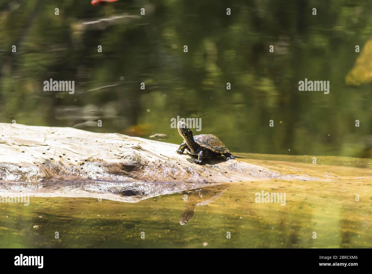 Tortue dans un étang Banque D'Images