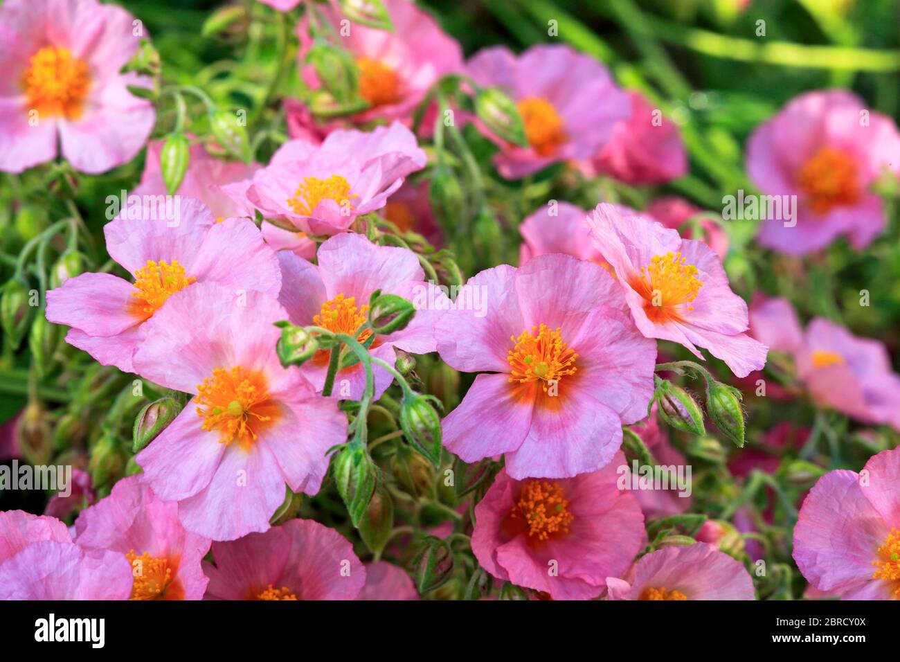 Tournesol, Helianthemum hybride variété Ben Hope (Helianthemum sp.), fleur rose, plante vivace, vivace, Allemagne Banque D'Images
