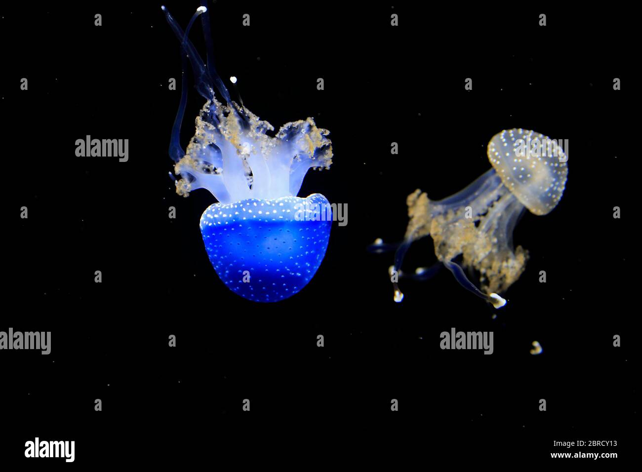 Méduses tachetés australiens (Phyllorhiza punctata), dans l'eau, deux méduses, captives, Suisse Banque D'Images