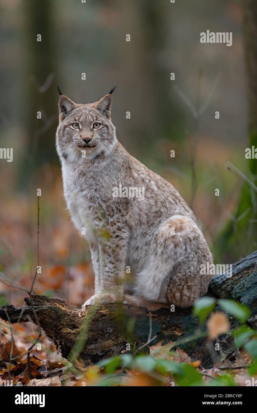 Lynx (Lynx lynx), assis, captif, Allemagne Banque D'Images