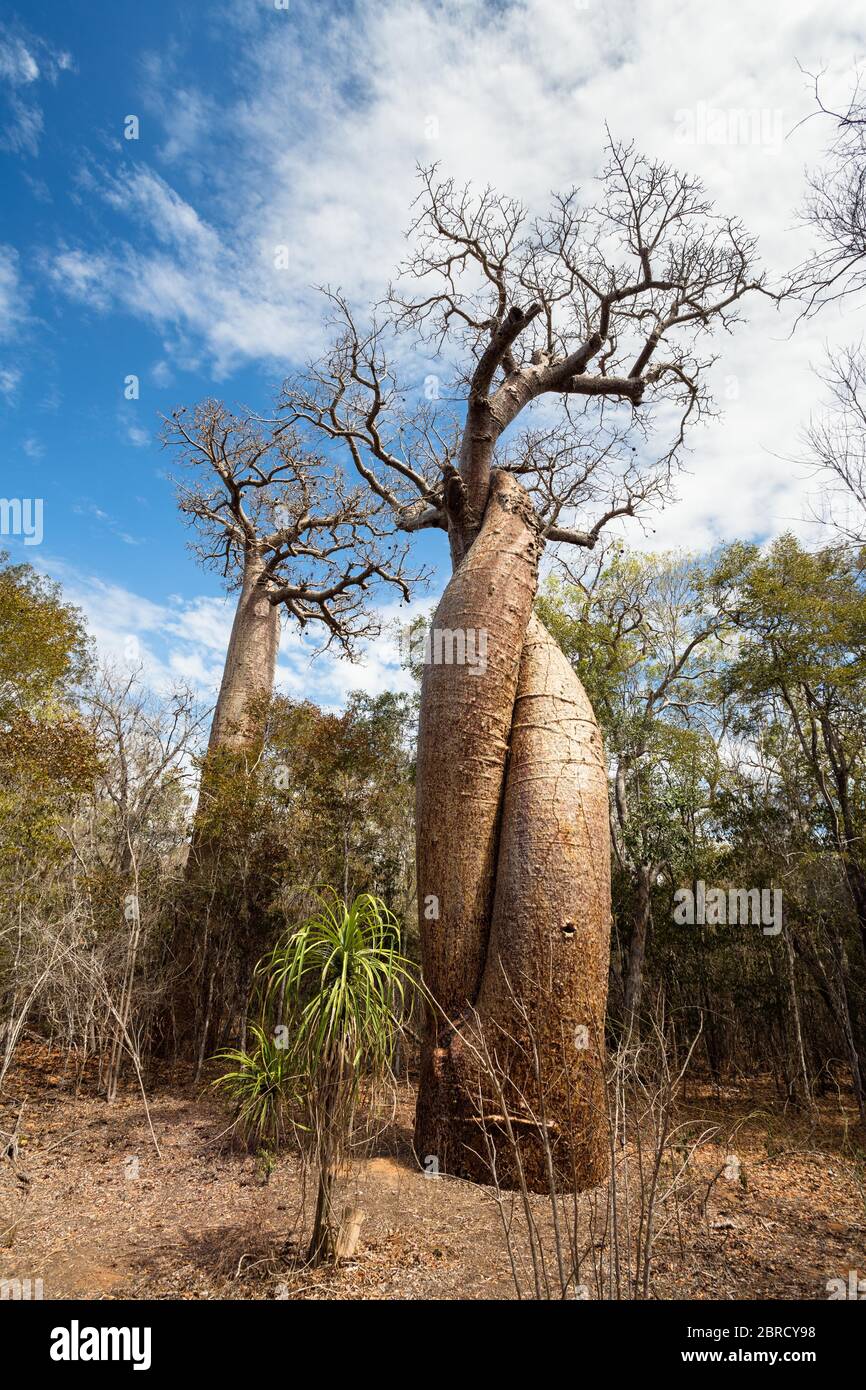 Baobabs amoureux, Fony Baobab (Adansonia rubrostipa), région de Menabe, Madagascar Banque D'Images