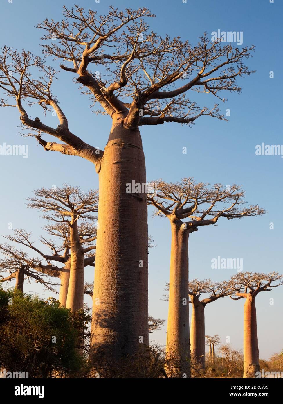 Grandidier's Baobabs (Adansonia grandidieri), Avenue près de Morondava, région de Menabe, côte ouest, Madagascar Banque D'Images