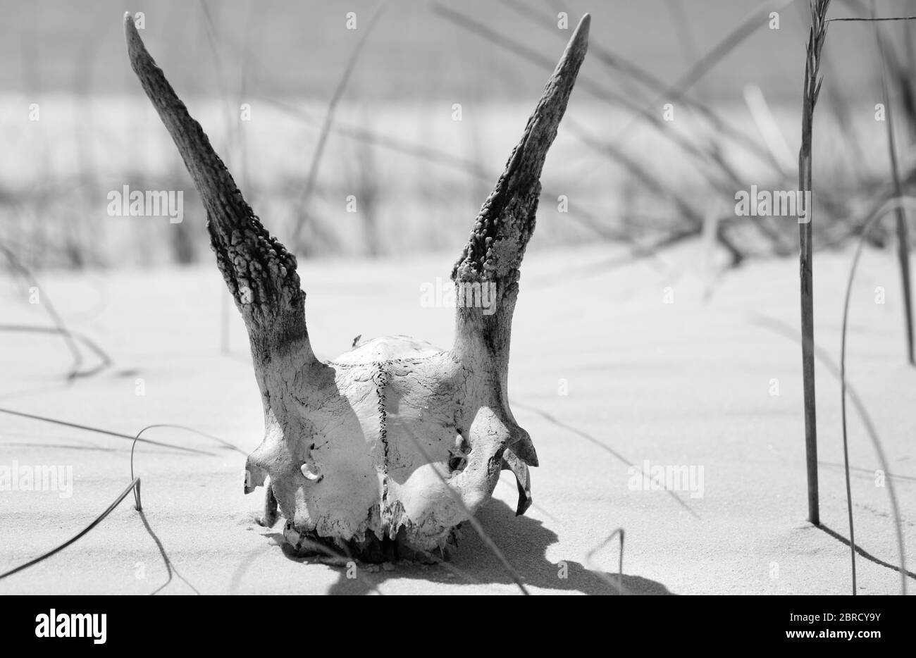 Crâne séché de cerf de Virginie européen sur sable à la journée ensoleillée d'été. Image en noir et blanc. Banque D'Images