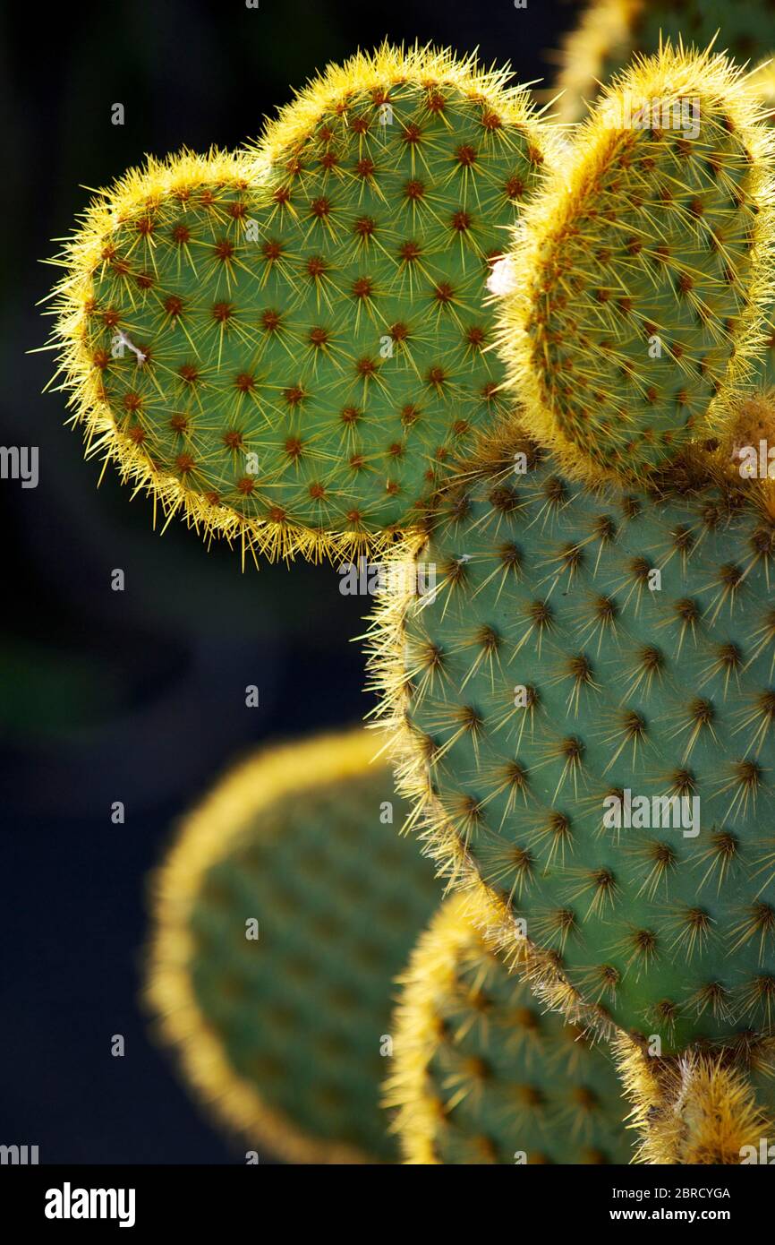 Opuntia ficus-indica (poire à pérole), forme de coeur, cactus, Lanzarote, îles Canaries, Espagne Banque D'Images