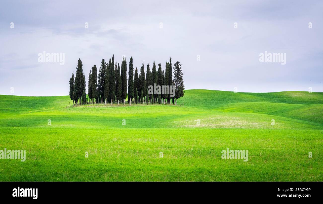 Groupe d'arbres cyprès (Cupressus) dans le champ vert, près de San Quirico d'Orcia, Val d'Orcia, Toscane, Italie Banque D'Images