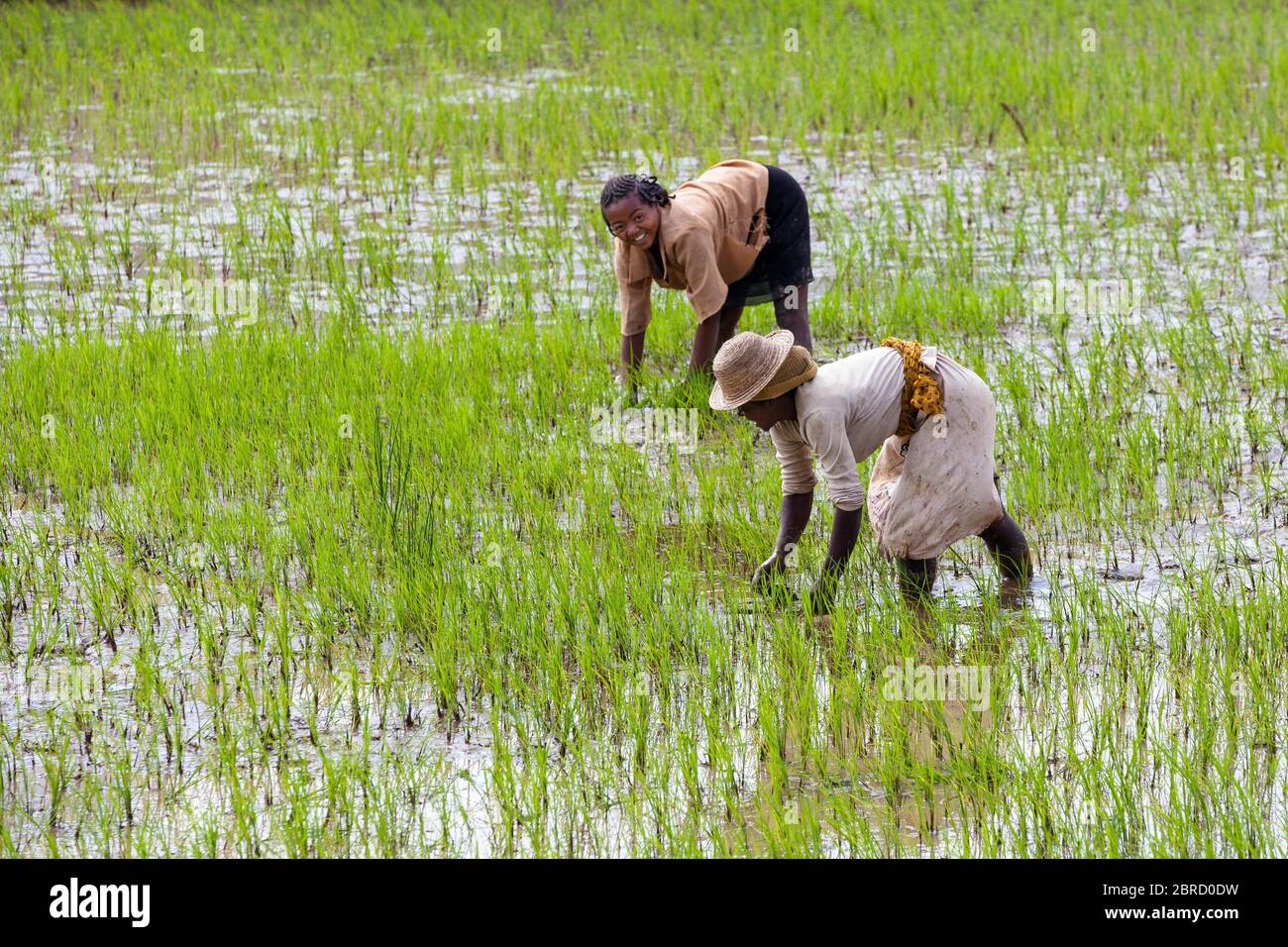 Femmes travaillant dans le champ du riz, terrasses de riz près d'Ambalavao, région de Matsiatra, Madagascar Centrale, Madagascar Banque D'Images