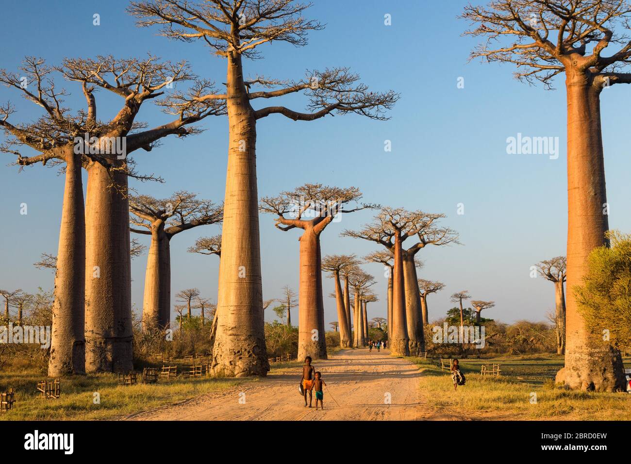 Grandidier's Baobabs (Adansonia grandidieri), enfants marchant dans l'avenue près de Morondava, région de Menabe, côte ouest, Madagascar Banque D'Images