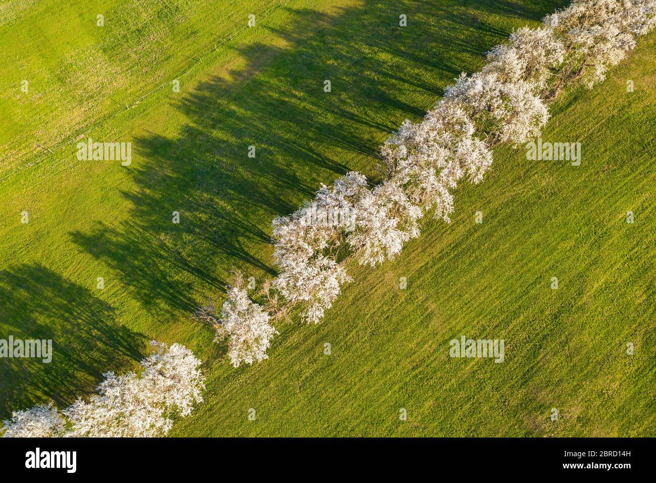 Vue aérienne, avenue des arbres, arbres fruitiers à l'ombre, fleurs d'arbres, Beuren, zone de la biosphère, Alb de Swabian, Bade-Wurtemberg, Allemagne Banque D'Images