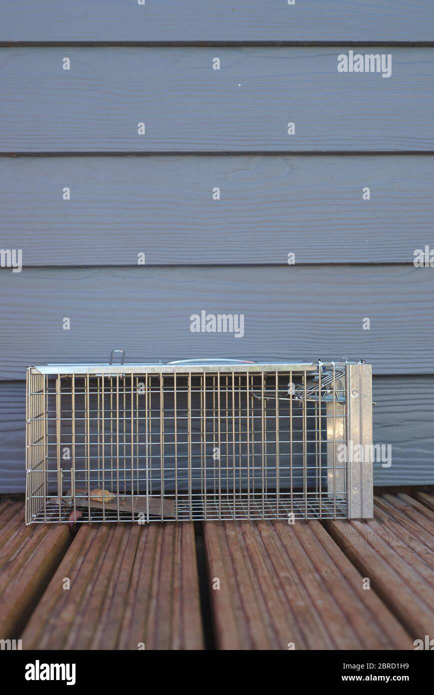Cage de piège de rat capture humaine d'animaux vivants et piège de libération Banque D'Images