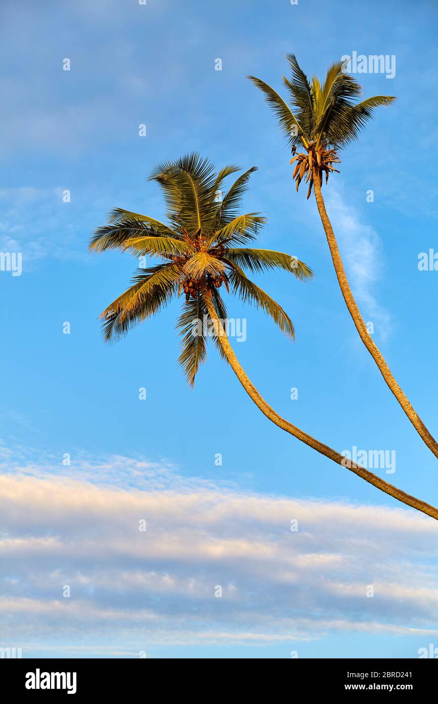 Palmiers à noix de coco contre le ciel bleu au lever du soleil. Banque D'Images