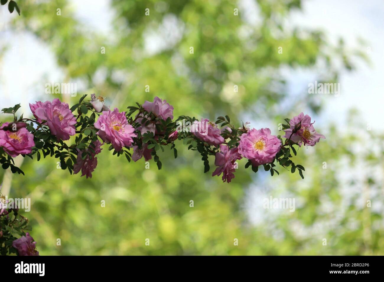 Les bourgeons poussent au printemps, la sève s'élève des racines aux branches les feuilles, les tiges et les fleurs de l'arbre se désillent et poussent en été de nouveaux bourgeons arbres verts. Banque D'Images