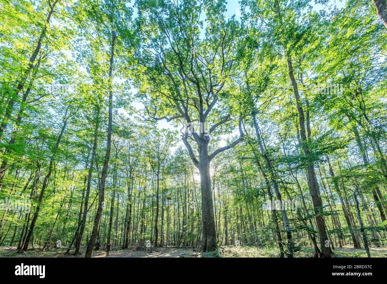 France, Allier, Bourbonnais, Forêt de Troncais, Isle et Bardais, Charles-Louis Philippe Oak // France, Allier (03), Bourbonnais, forêt de Tronçais, Isle Banque D'Images