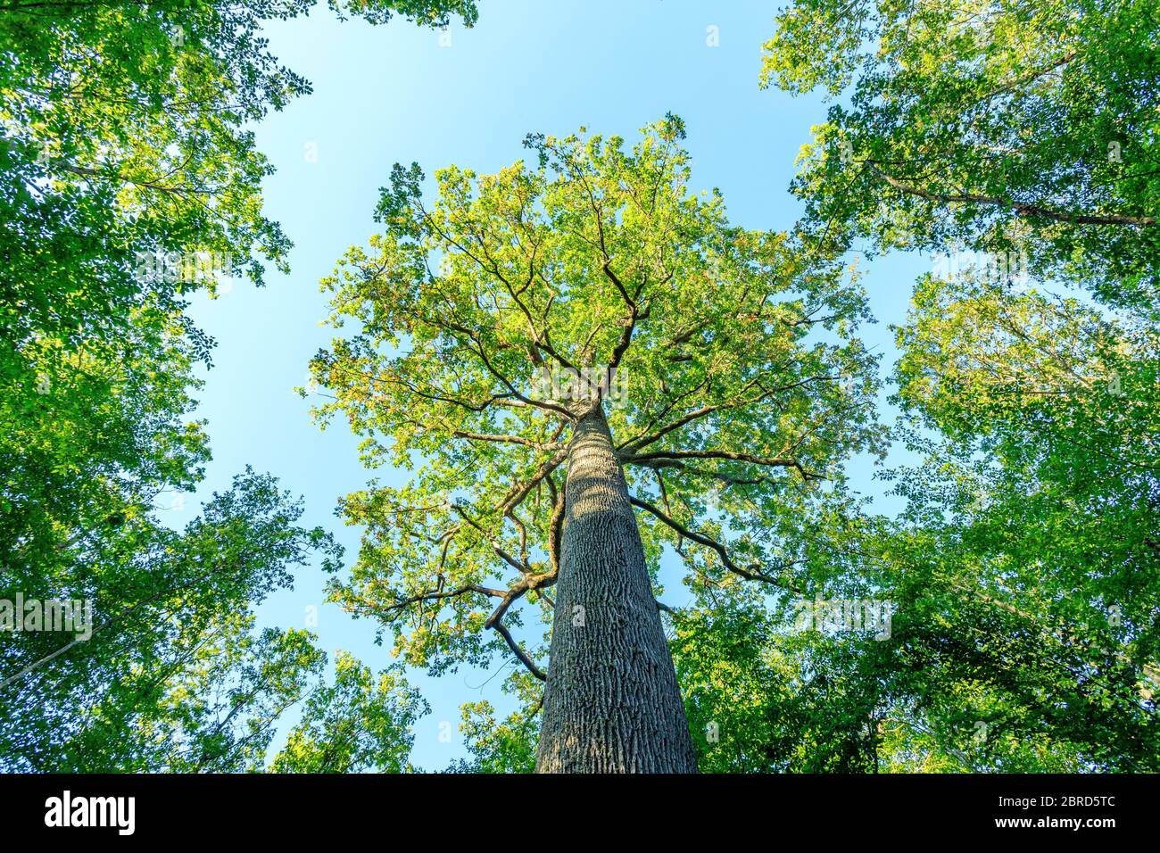 France, Allier, Bourbonnais, Forêt de Troncais, Saint Bonnet Troncais, Chêne à vapeur //France, Allier (03), Bourbonnais, forêt de Tronçais, Saint-Bonnet- Banque D'Images