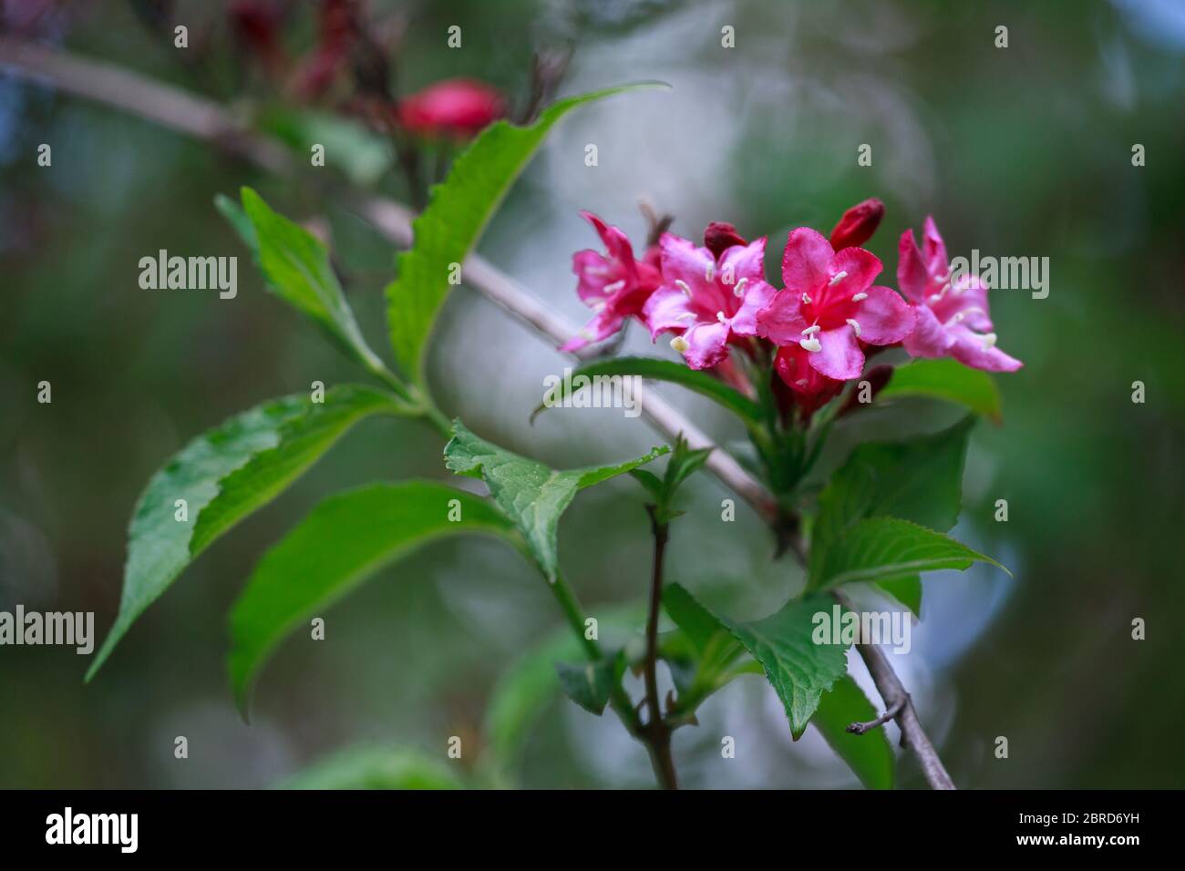 Gros plan des bourgeons rouges de Bristol Ruby Weigela. Mise au point sélective et gros plan de belles fleurs roses vives contre les plantes à feuilles persistantes dans le jardin ornemental. Banque D'Images