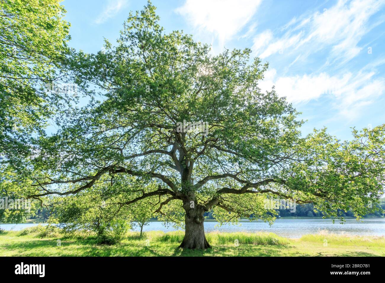 France, Allier, Bourbonnais, forêt de Troncais, Isle et Bardais, étang de Pirot, chêne au bord de l'étang de Pirot // France, Allier (03), Bourbonnais, forê Banque D'Images