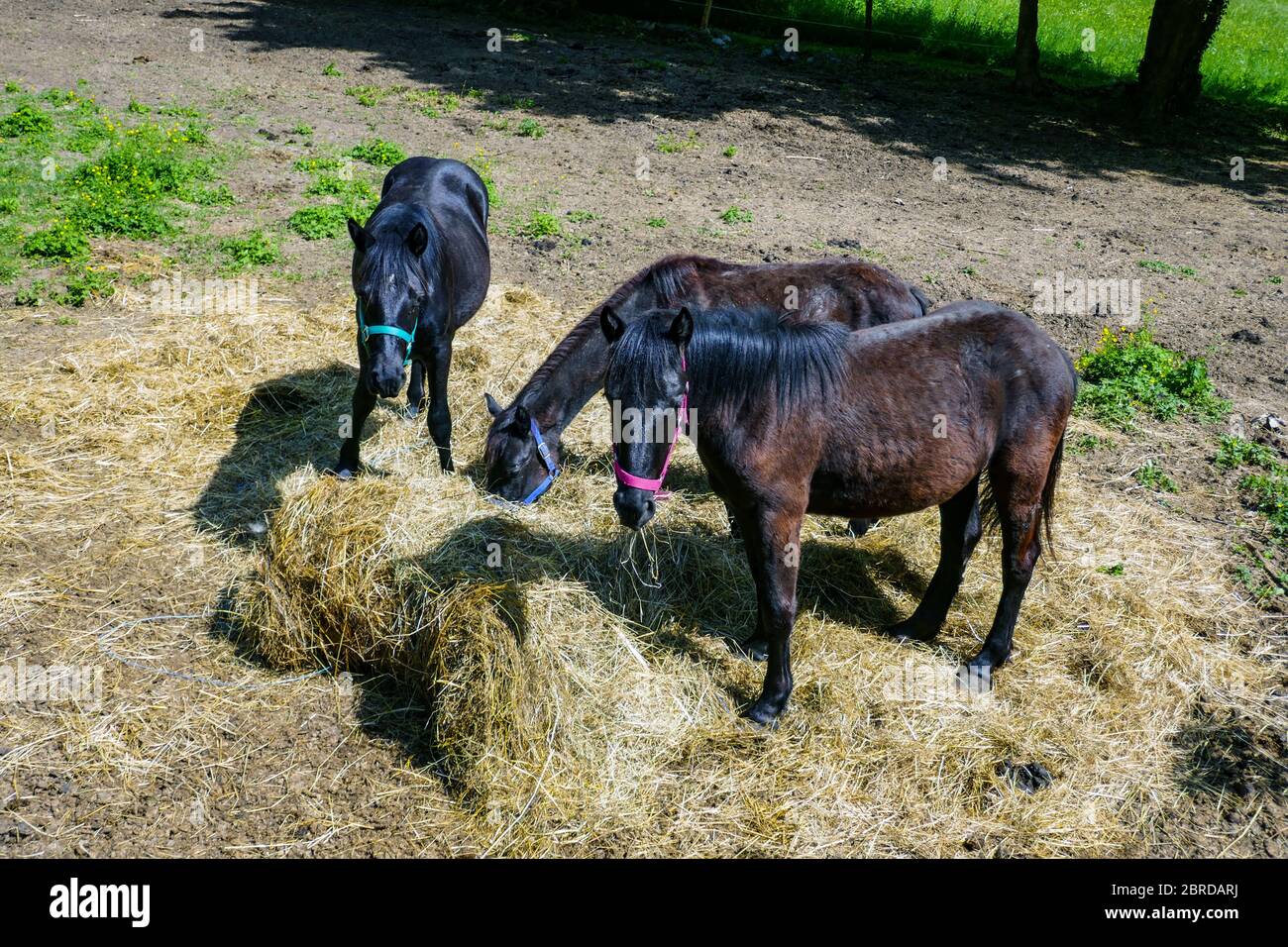 Trois chevaux mérens noirs, Ariège, Pyrénées françaises, Pyrénées, France Banque D'Images