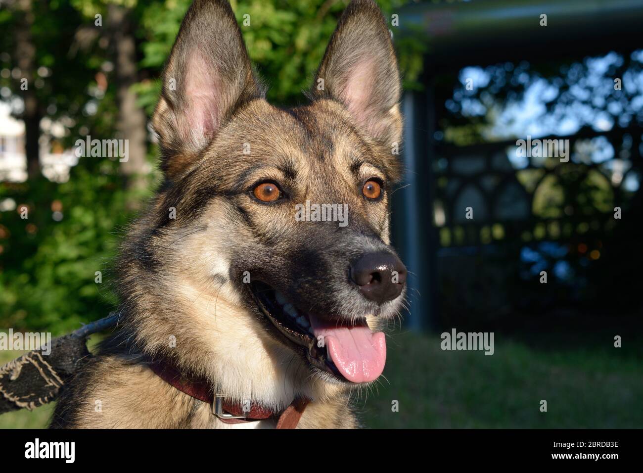 Chien Mongrel heureux de regarder dans le parc Banque D'Images