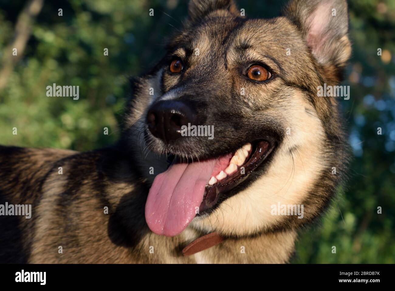 Chien Mongrel heureux de regarder dans le parc Banque D'Images