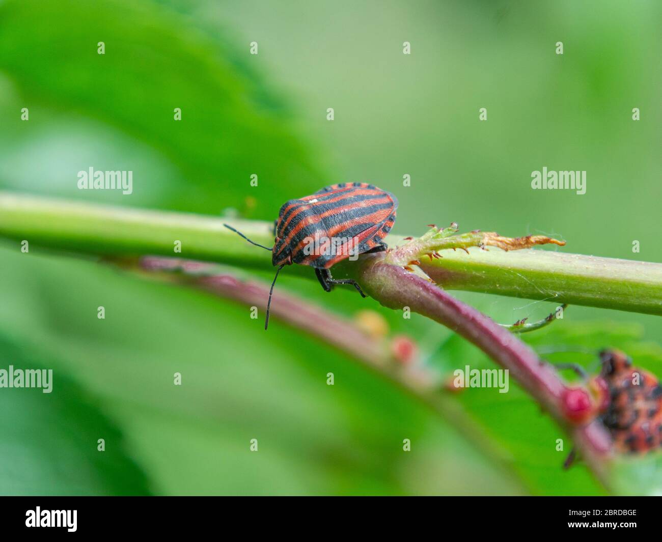 Graphosoma lineatum italicum, insecte rayé de bouclier Banque D'Images