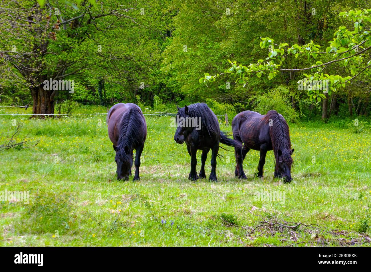 Trois chevaux mérens noirs, Ariège, Pyrénées françaises, Pyrénées, France Banque D'Images