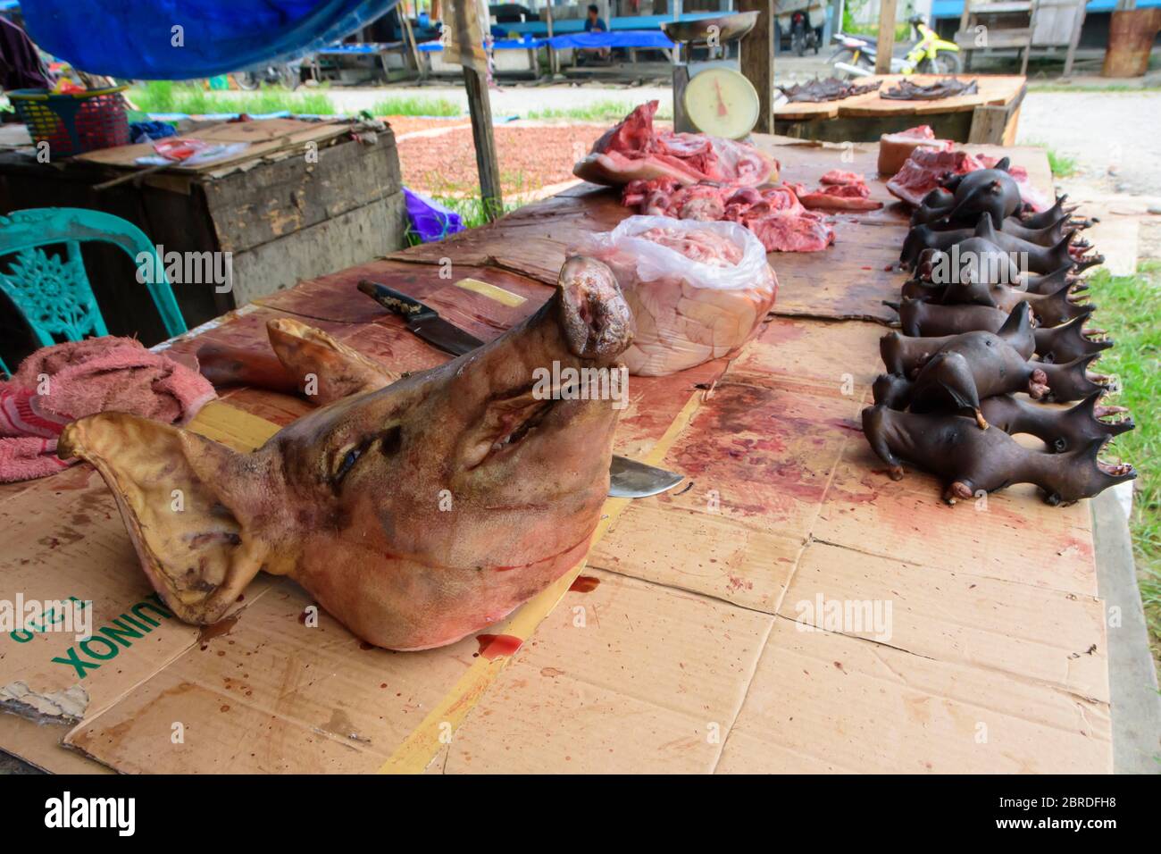 Viande de brousse (renards volants) sur le marché central de Tentena, Sulawesi central, Indonésie Banque D'Images