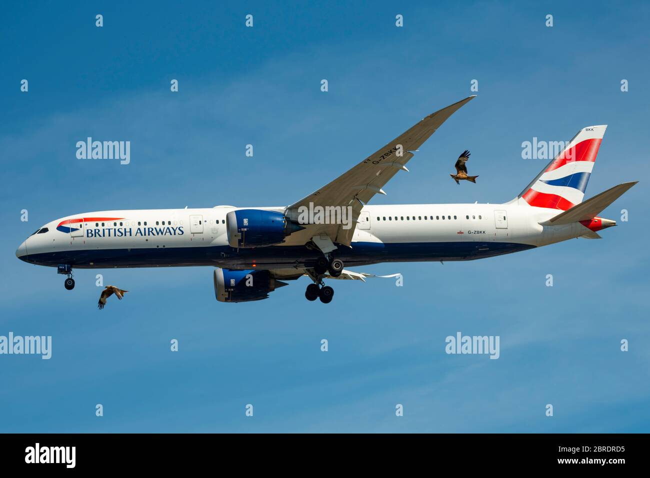 British Airways Boeing 787 Dreamliner avion de ligne de train à réaction atterrissage à l'aéroport de Londres Heathrow au-dessus de Cranford, Londres, Royaume-Uni avec de gros oiseaux, risque de dommages Banque D'Images