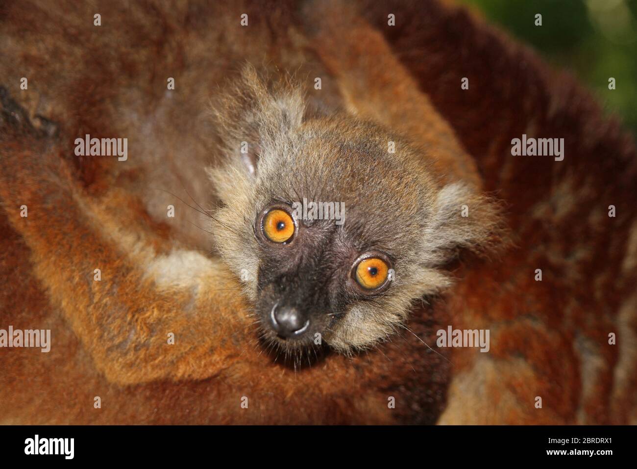 Bebe Citron Noir Sur Le Dos De La Mere Eulemur Macaco Ile De Nosy Komba Madagascar Photo Stock Alamy