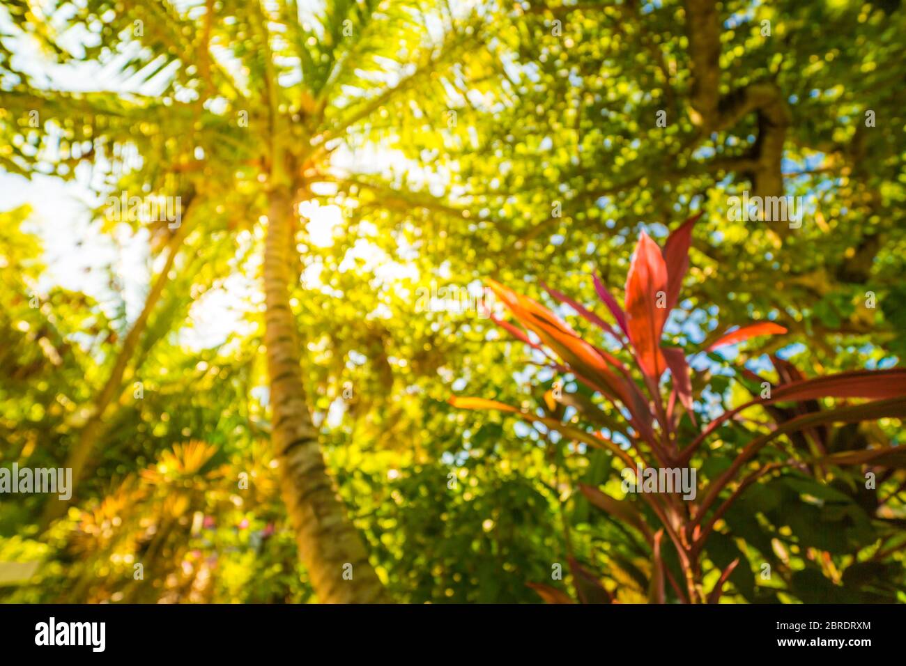 Feuilles roses d'une plante tropicale dans un jardin avec fond floral tropical flou et ensoleillé. Motif nature exotique, Banque D'Images