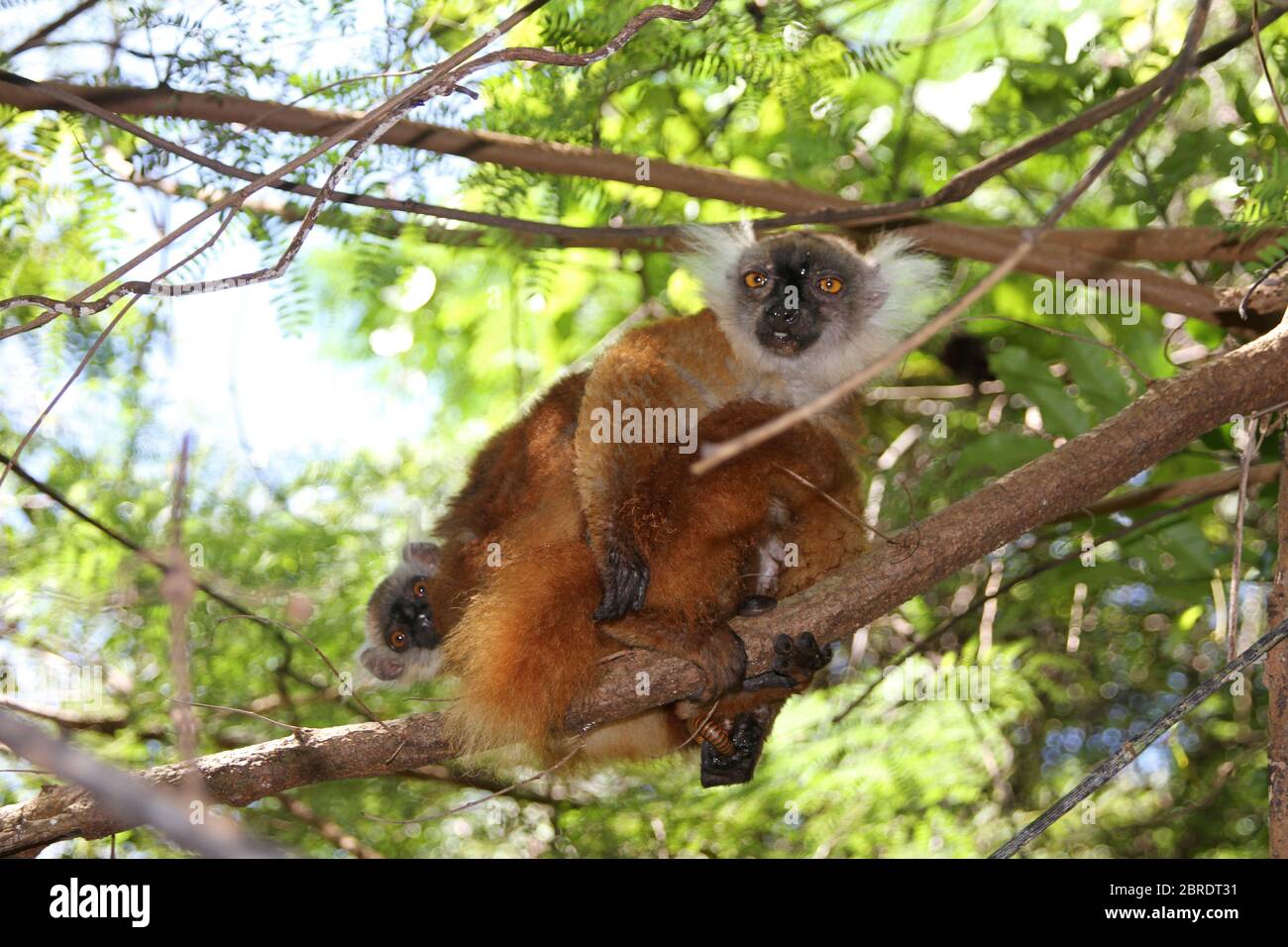 Bebe Citron Noir Sur Le Dos De La Mere Eulemur Macaco Ile De Nosy Komba Madagascar Photo Stock Alamy