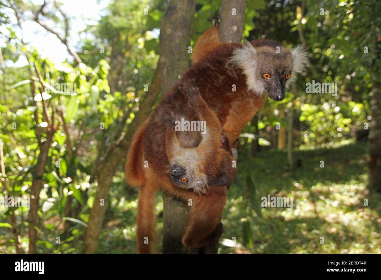 Bebe Citron Noir Sur Le Dos De La Mere Eulemur Macaco Ile De Nosy Komba Madagascar Photo Stock Alamy