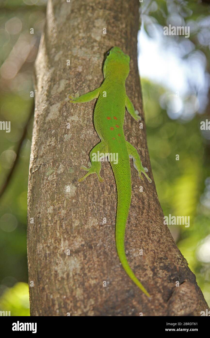 Gecko de jour géant de Madagascar adulte sur tronc d'arbre, île de Nosy Komba, Madagascar. Banque D'Images