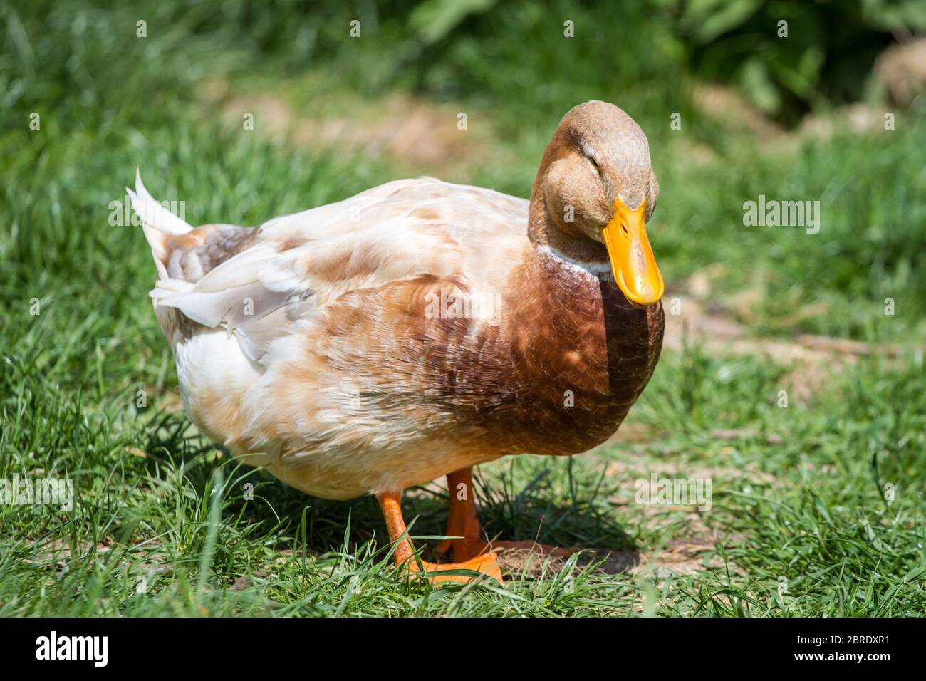 Sachsenente (canard de saxe), une race de canard en danger de disparition de Saxe, Allemagne Banque D'Images